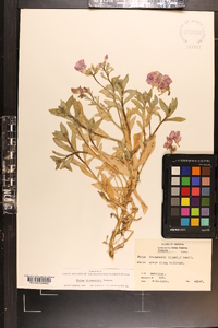 Phlox drummondii image