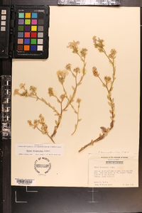 Phlox drummondii image