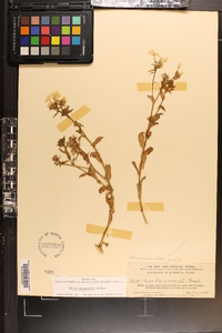 Phlox drummondii image