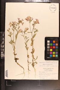 Phlox drummondii image