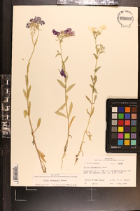 Phlox drummondii image