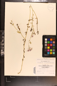 Phlox drummondii image