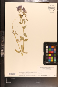 Phlox drummondii image