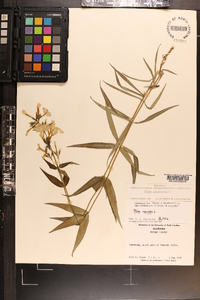 Phlox glaberrima image