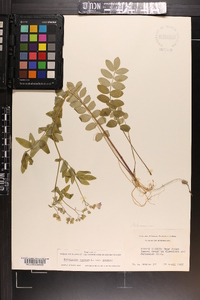 Polemonium reptans image