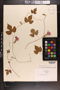 Ipomoea hederacea image