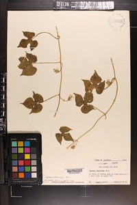 Ipomoea hederacea image