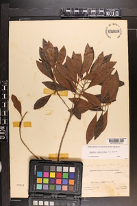 Bumelia salicifolia image