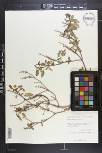 Ocimum micranthum image