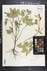 Ocimum micranthum image