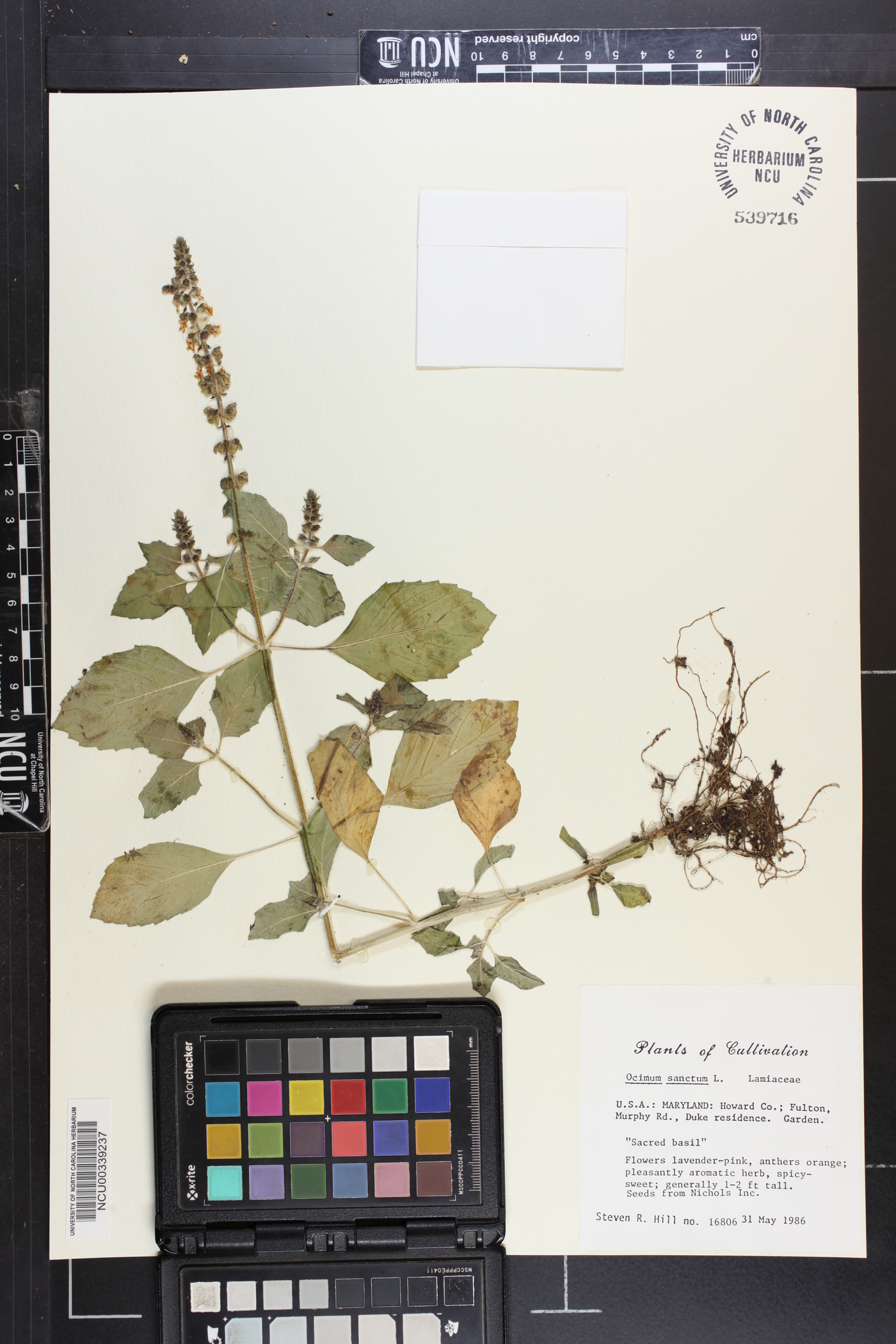 Ocimum micranthum image