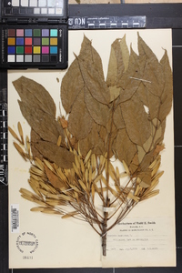 Fraxinus biltmoreana image