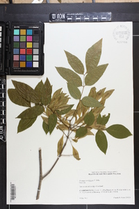 Fraxinus caroliniana image