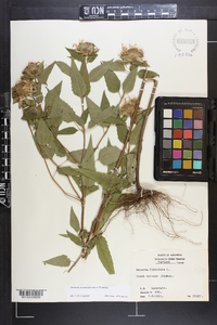 Monarda fistulosa subsp. fistulosa image