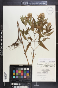 Monarda fistulosa subsp. fistulosa image