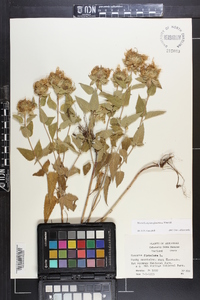 Monarda fistulosa subsp. fistulosa image