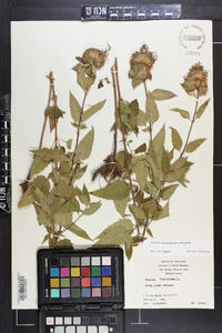 Monarda fistulosa subsp. fistulosa image