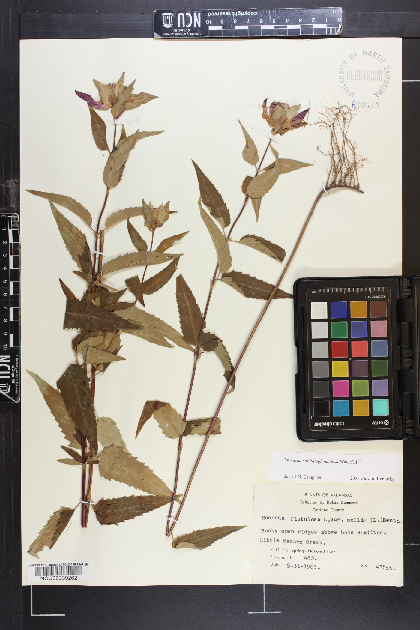 Monarda fistulosa subsp. fistulosa image