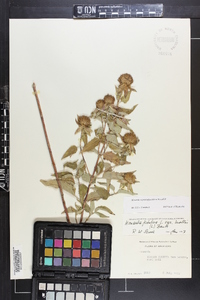 Monarda fistulosa subsp. fistulosa image