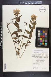 Monarda fistulosa subsp. fistulosa image