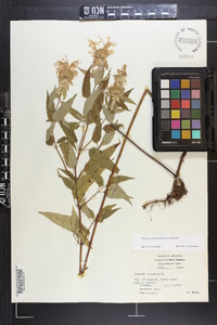 Monarda fistulosa subsp. fistulosa image