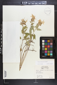 Monarda fistulosa subsp. fistulosa image