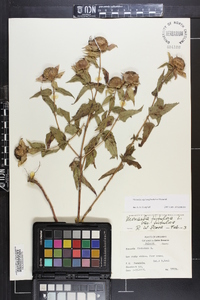 Monarda fistulosa subsp. fistulosa image