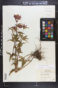 Monarda fistulosa subsp. fistulosa image