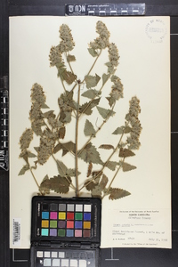 Nepeta cataria image