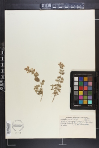 Nepeta mussinii image