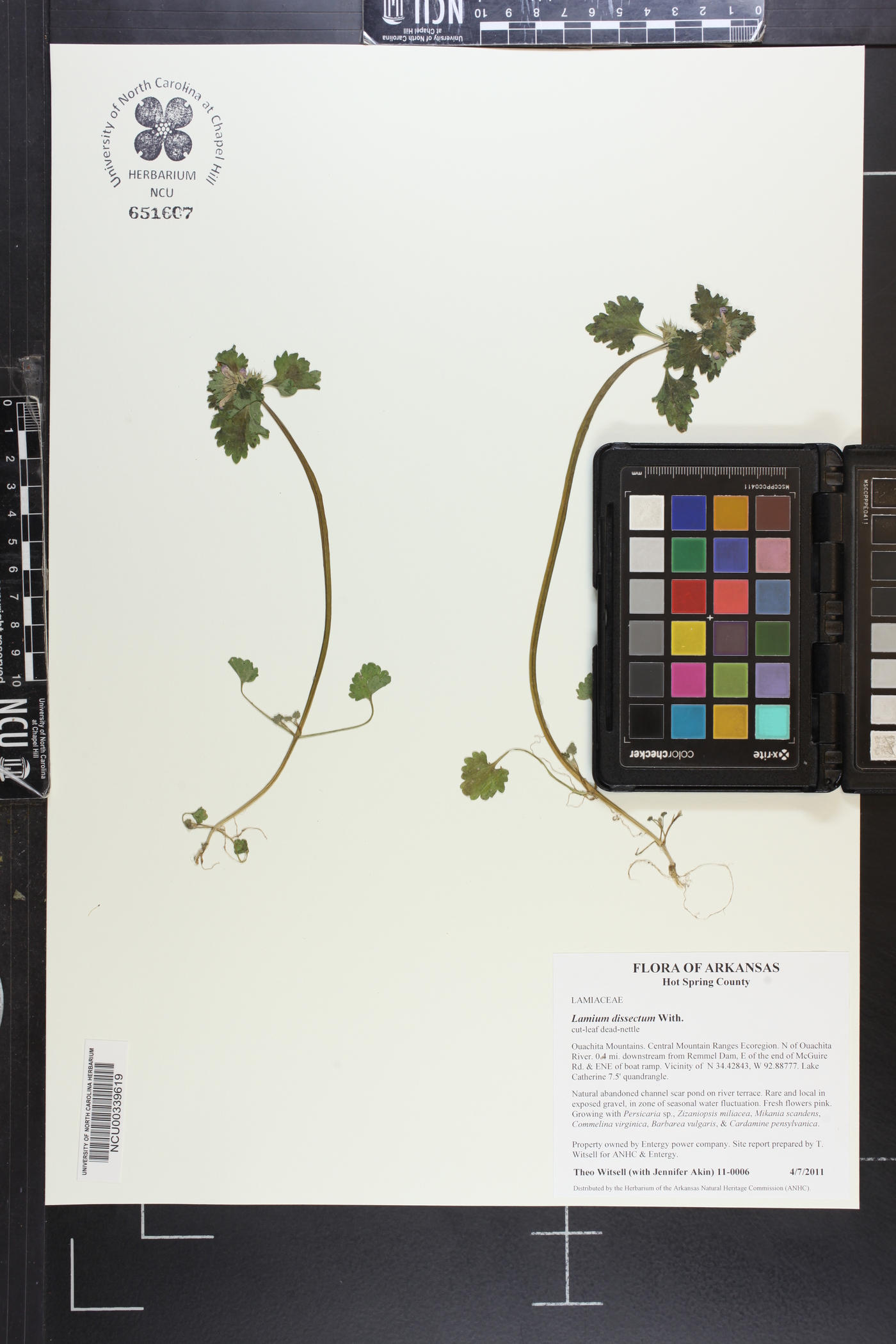 Lamium dissectum image