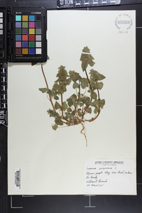 Lamium purpureum image