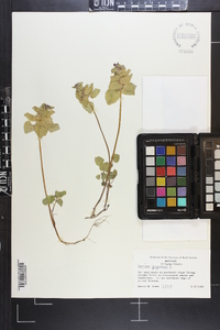 Lamium purpureum image