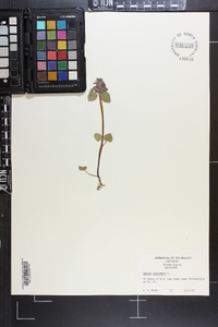 Lamium purpureum image