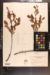 Vaccinium tenellum image