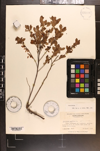 Vaccinium tenellum image