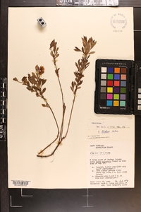 Vaccinium tenellum image