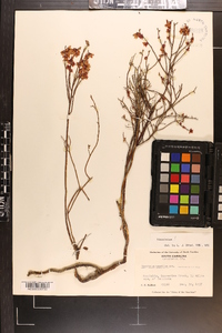 Vaccinium tenellum image