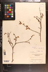 Vaccinium tenellum image