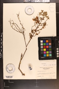 Vaccinium tenellum image