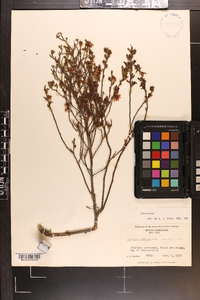 Vaccinium tenellum image