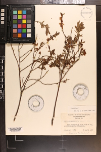 Vaccinium tenellum image