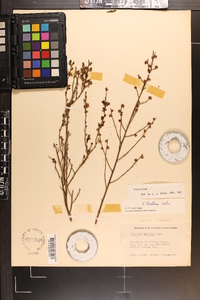 Vaccinium tenellum image