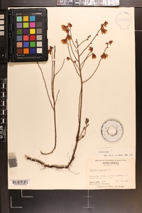 Vaccinium tenellum image