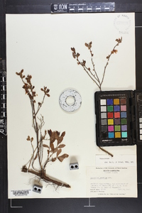 Vaccinium tenellum image