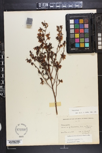 Vaccinium tenellum image