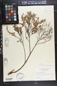 Vaccinium tenellum image