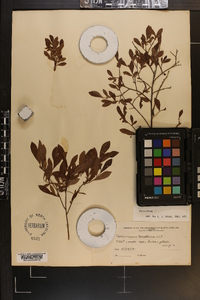 Vaccinium tenellum image