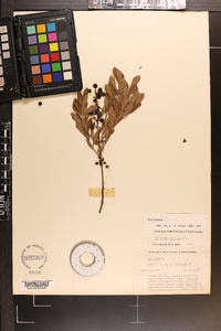 Vaccinium tenellum image