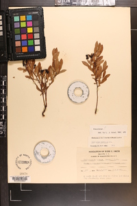 Vaccinium tenellum image